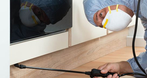 Pest Control Services In Vaughan