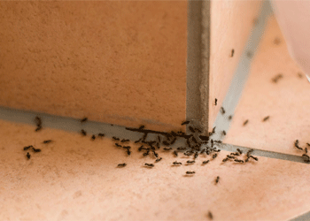 Ant-removal