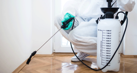 Pest Control Services In Caledon